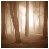Buy Woods Study II at AllPosters.com