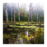 A Misty Morning II