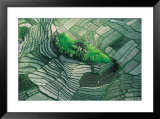 Terraced Rice Fields, Bali