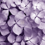 Buy Bunch of Flowers IV at AllPosters.com