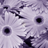 Buy Bunch of Flowers I at AllPosters.com