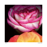 Buy Blush Roses at AllPosters.com