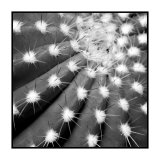 Buy Scottsdale II at AllPosters.com