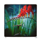 Buy Ballerinas at AllPosters.com