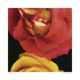 Buy Emma's Roses at AllPosters.com