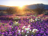 Sand Verbena and Dune Primrose Wildflowers at Sunset, Anza-Borrego Desert State Park, California