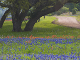Oak Trees, Blue Bonnets, and Indian Paint Brush, Near Gay Hill, Texas, USA