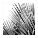 Buy Palm Feature IV at AllPosters.com