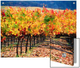 Autumn Colours in a Vineyard, Napa Valley, United States of America