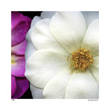 Buy Garden Roses at AllPosters.com