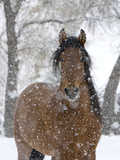 Bay Andalusian Stallion Portrait with Falling Snow, Longmont, Colorado, USA