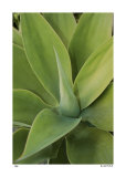 Buy Agave at AllPosters.com