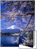 Cherry Blossoms and Mt. Fuji