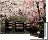 Cherry Blossoms, Mishima Taisha Shrine, Shizuoka