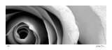 Buy Stillness III at AllPosters.com