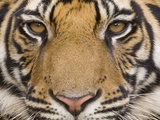 Bengal Tiger, (Panthera Tigris Tigris), Bandhavgarh, Madhya Pradesh, India