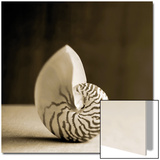 Sea Shells III