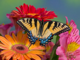 Eastern Tiger Swallowtail Female on Gerber Daisies, Sammamish, Washington, USA