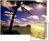 Palm Trees on the Beach at Sunset, Lanikai, U.S.A.