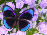 Blue and Black Butterfly on Lavender Flowers, Sammamish, Washington, USA