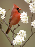 Male Northern Cardinal