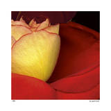 Buy Red Rose at AllPosters.com