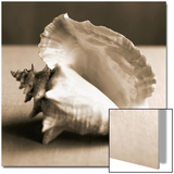 Sea Shells IV