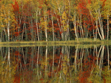 Fall Foliage and Birch Reflections, Hiawatha National Forest, Michigan, USA