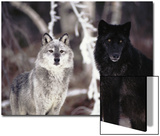 Grey Wolves Showing Fur Colour Variation, (Canis Lupus)