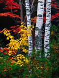 Fall Color, Old Forge Area, Adirondack Mountains, NY