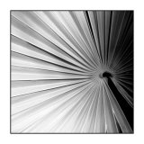 Buy Palm Feature II at AllPosters.com