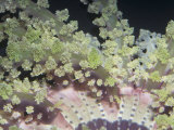 Stinging Sea Anemone, Alicia Costae, Phylum Cnidaria, Class Anthozoa, Indo-Pacific Ocean