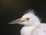 Snowy Egret Fledgling, Egretta Thula, Florida, USA