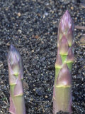Buy Asparagus Stems Emerging from the Soil (Asparagus Officinalis), Mary Washington Variety at AllPosters.com