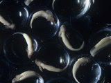 Spotted Salamander Eggs (Ambystoma Maculatum), Eastern North America