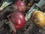 Buy Onions Pulled and Set Out to Dry (Allium Cepa) at AllPosters.com