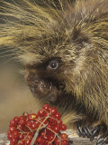 Buy Porcupine Face, Erethizon Dorsatum, North America at AllPosters.com