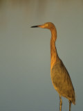 Reddish Egret, Egretta Rufescens, Florida, USA