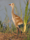 Sandhill Crane Chick in the Nest (Grus Canadensis), Florida, USA