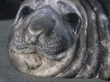 Southern Elephant Seal Face, Mirounga Leonina, South Georgia Islands, Antarctica Region