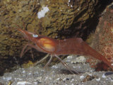 Buy Yellowleg Shrimp (Pandalus Tridens), Pacific Coast of North America at AllPosters.com