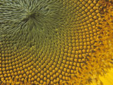 Close-Up of a Sunflower with Ripening Seeds, Helianthus Annuus