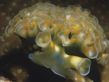 Lettuce Sea Slug, Tridachia Crispata