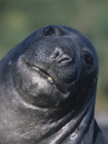 Southern Elephant Seal Face, Mirounga Leonina, South Georgia Islands, Antarctic Region