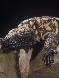 Gila Monster, Heloderma Suspectum, Southwestern North America