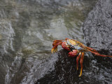 Sally Lightfoot Crab, Grapsus Grapsus, Santa Cruz, Galapagos Islands, Ecuador