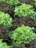 Buy Rebosa and Chene Blonde Varieties of Lettuce, Lactuca Sativa at AllPosters.com