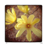 Buy Yellow Magnolia at AllPosters.com
