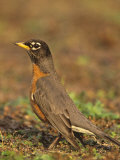 American Robin, Turdus Migratorius, . North America