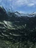 Spawning School of Pink Salmon (Oncorynchus Gorbuscha), Alaska, USA